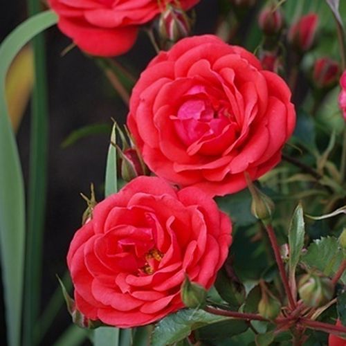 Flirting™ Stromkové ruže,  kvety kvitnú v skupinkách